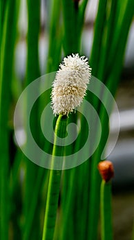 Flowering Spike-rush (Eleocharis elegans Cyperaceae).