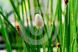 Flowering Spike-rush (Eleocharis elegans Cyperaceae). Botanical garden Heidelberg, Baden Wuerttemberg, Germany