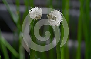 Flowering Spike-rush Eleocharis elegans / Cyperaceae. Botanical garden Heidelberg, Baden Wuerttemberg, Germany