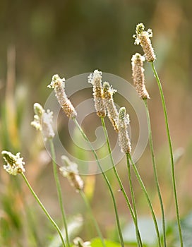 Flowering spikes on grass outdoors