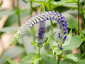 Flowering spikes of Veronica Spicata Ulster Dwarf Blue flower