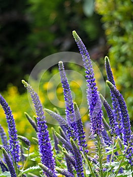 Flowering spikes of Veronica Spicata Ulster Dwarf Blue flower photo