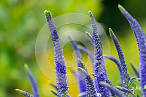 Flowering spikes of Veronica Spicata Ulster Dwarf Blue flower