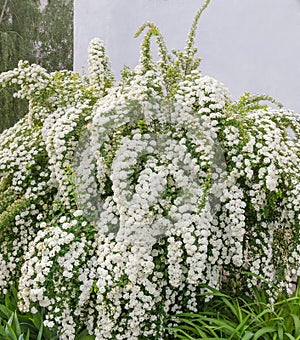 Flowering spiraea bush against of gray wall