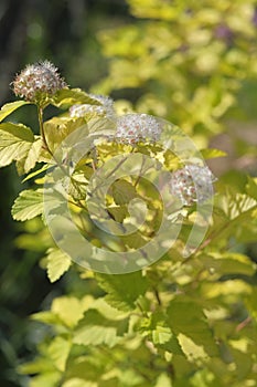 Flowering Spirea Wangutta. A branch of a shrub with yellow leaves and white flowers photo