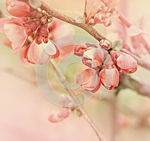 Flowering in spring