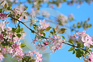 Flowering spring branch of apples