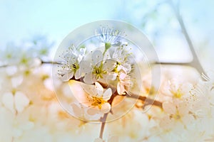 Flowering in spring - bud