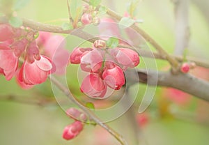 Flowering in spring - Budding bud