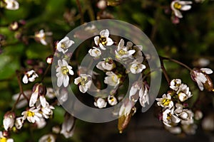 Flowering Spring Draba