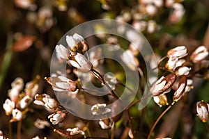 Flowering Spring Draba