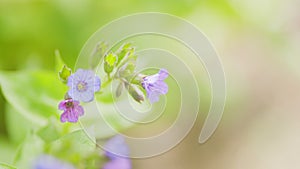 Flowering of spring flowers on the edge of the forest on a sunny day. Plant of Pulmonaria officinalis. Close up.