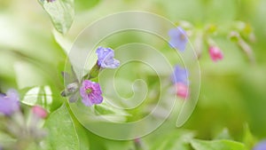 Flowering of spring flowers on the edge of the forest on a sunny day. Plant of Pulmonaria officinalis. Close up.