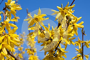 Flowering spring forsythia.