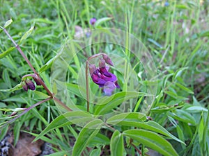 Flowering spring pea