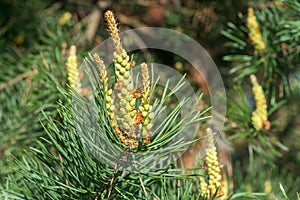 Flowering spring pine branches