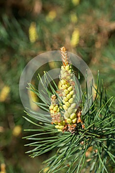 Flowering spring pine branches