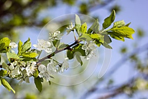 flowering spring plants, nature awakens