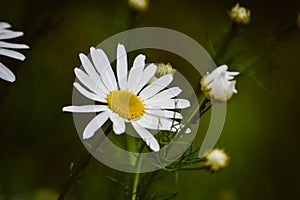 flowering spring plants, nature awakens