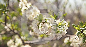 Flowering spring plums tree in garden