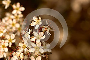 Flowering Spring Tree