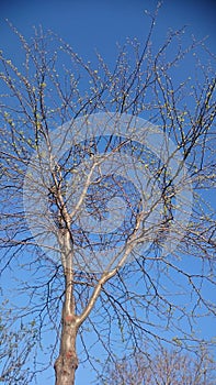 Flowering Spring Tree and blue sky