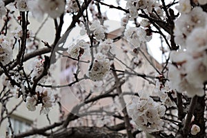 Flowering Spring Tree - white flowers
