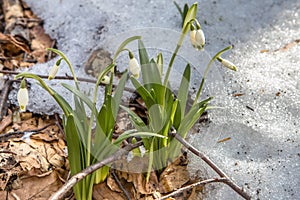 Flowering of springflower in spring in the early spring, germination of the first greens from under snow, Ukraine, Carpathians