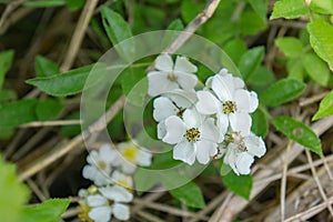 Flowering Spurge - Euphorbia corollata