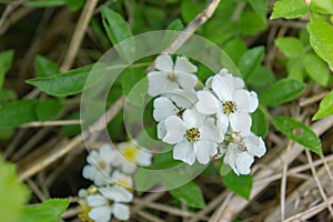 Flowering Spurge - Euphorbia corollata photo