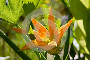 Flowering squash plant