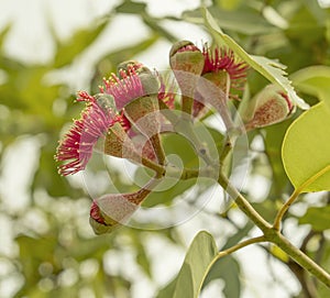 Flowering stage of Australian gumnuts photo