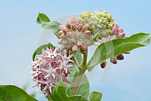 Flowering stages of showy milkweed