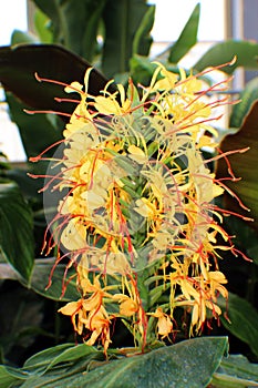 A Flowering Stalk of a Kahili Ginger Plant