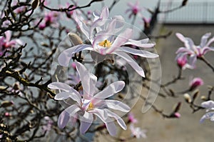 Flowering Star Magnolia( Magnolia Stellata)