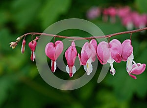 Bleeding Heart Or Lamprocapnos Spectabilis