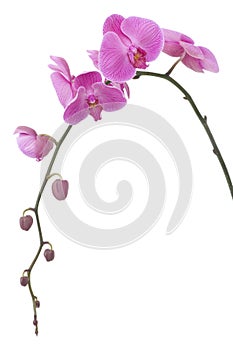 Flowering stem of a pink orchid