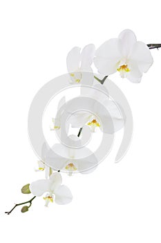 Flowering stem of a white orchid