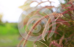 Flowering stems of ornamental fountain grass at sunset