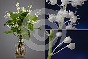 Flowering stems of snakeberry in a glass vessel with water