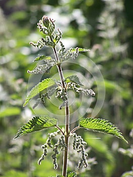 Fioritura accoltellato ortica 