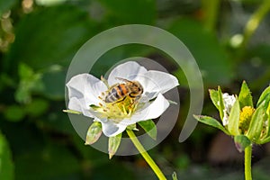 Flowering strawberry bush with a bee in the garden.