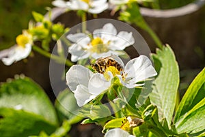 Flowering strawberry bush with a bee in the garden.