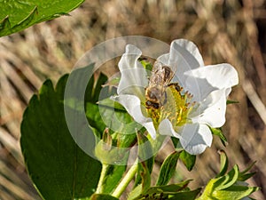 Flowering strawberry bush with a bee in the garden.