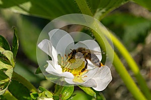 Flowering strawberry bush with a bee in the garden.