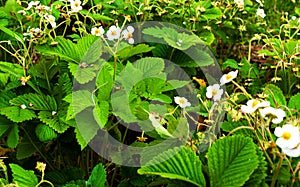 Flowering strawberry bushes