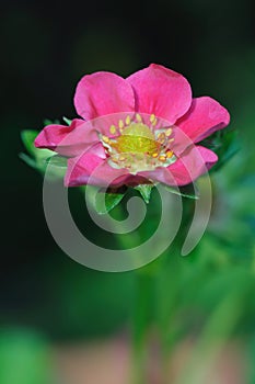 Flowering strawberry hybrid with pink flower