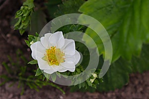 Flowering strawberry plant