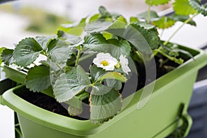 Flowering strawberry plant in flower pot hanging on balcony fence high angle view.