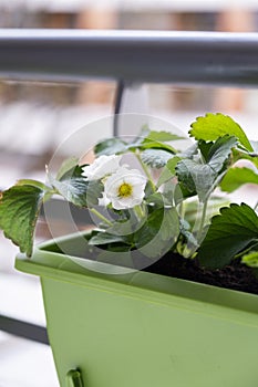 Flowering strawberry plant in flower pot hanging on balcony fence high angle view.